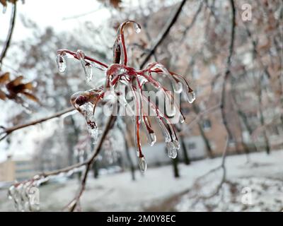 Buschäste, die nach Regen und Frost im Winter mit Eis bedeckt sind. Gefrorene Pflanzen. Nach eiskaltem Regen. Eisiger Regen. Gefrorene Regentropfen, kalt, Eis, eisig, frostig. Naturphänomen. Natürlicher Hintergrund Stockfoto