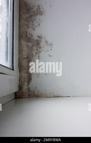 Schimmel in der Ecke des Fensters. Feuchtigkeit und Pilz auf dem Fenster. Das Pilzproblem im Winter. Stockfoto