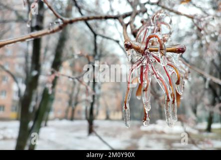 Buschäste, die nach Regen und Frost im Winter mit Eis bedeckt sind. Gefrorene Pflanzen. Nach eiskaltem Regen. Eisiger Regen. Gefrorene Regentropfen, kalt, Eis, eisig, frostig. Naturphänomen. Natürlicher Hintergrund Stockfoto