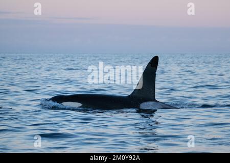 Männlicher Killerwal - Orca (Orcinus orca), Lofoten-Inseln, Norwegen Stockfoto