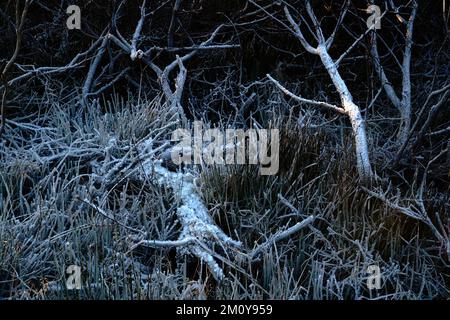 Brekkuskógur, Brúará, Waldszenen im Dezember zeigen Frost und eisige Bäume in der Tiefsonne des mittleren Winters Stockfoto