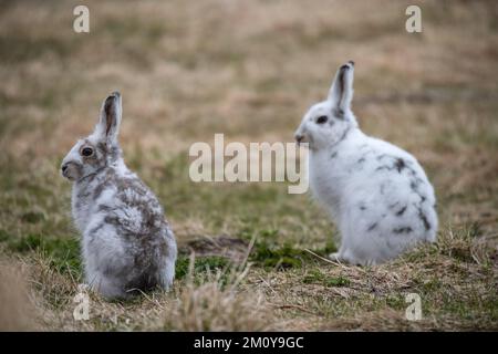 Zwei Berghasen (Lepus timidus), Lofoten-Inseln, Norwegen Stockfoto