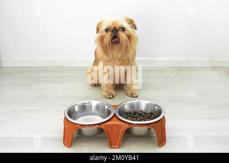 Der Brüsseler Griffon-Zuchthund hat gegessen und sitzt Stockfoto