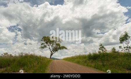 Allein ein Baum auf der Stirn eines Hügels mit Sturmwolken in der Ferne. Stockfoto