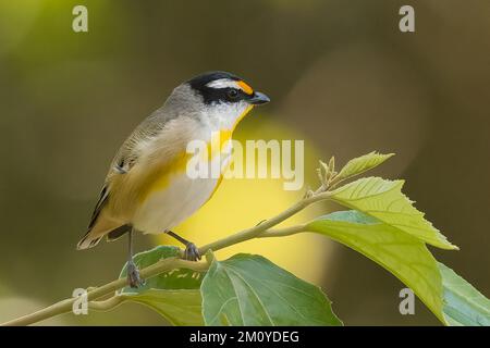 Gestreifter Pardalote ist in Australien endemisch, dem gestreiften Pardalote (Pardalotus striatus). Der Pardaloten und findet sich in ganz Australien Stockfoto