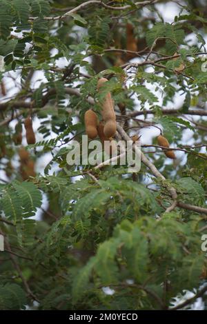 Tamarindenfrucht (auch Tamarindus indica, asam genannt) auf dem Baum Stockfoto