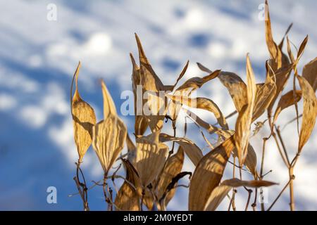 Nahaufnahme der abstrakten Textur von wintergetrockneten und verblassten Sumpfmilchkraut und Laub mit weißem Schneehintergrund Stockfoto