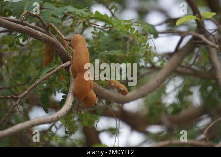 Tamarindenfrucht (auch Tamarindus indica, asam genannt) auf dem Baum Stockfoto