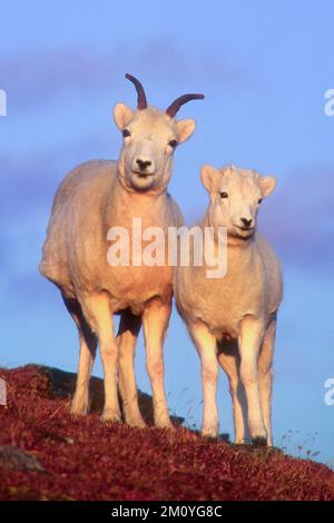 Nordamerika; Vereinigte Staaten; Alaska; Alaska Range Mountains; Denali-Nationalpark; Wildtiere; Dall-Schafe; Ovis dalli; Schafe und Lamm; Herbst. Stockfoto