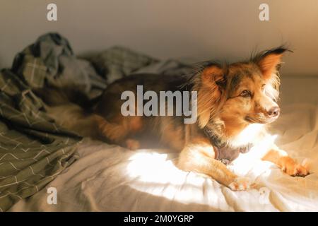 Gesunder, mehrfarbiger Deutscher Schäferhund im Bett mit einer Decke. Ein Mischtiertier zu Hause an einem faulen Tag, das goldene Licht vom Fenster aus betrachtet. Stockfoto