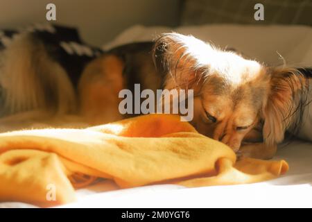 Gesunder, mehrfarbiger Deutscher Schäfermischhund in der Bettwäsche schnüffelt gelbe Decke. Flauschiges Mischtiertier zu Hause an einem faulen Tag, goldenes Licht aus dem Fenster. Stockfoto