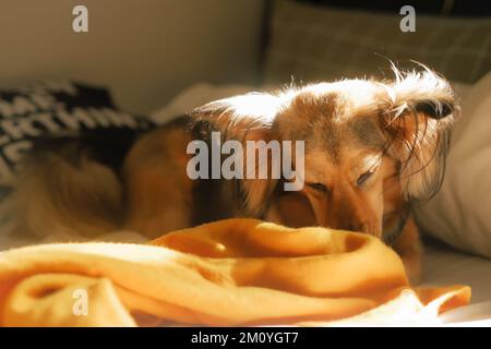 Gesunder, mehrfarbiger Deutscher Schäferhund im Bett mit einer gelben Decke. Flauschiges Mischtiertier zu Hause an einem faulen Tag, goldenes Sonnenlicht aus dem Fenster. Stockfoto