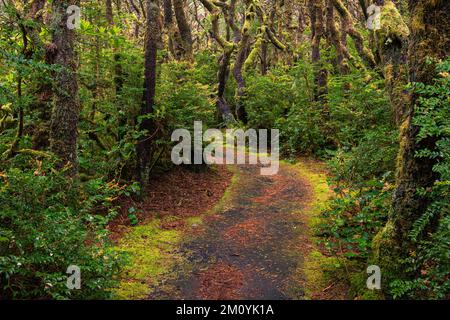 Der Pfad verläuft durch die üppige Landschaft mit einem moosbedeckten Waldboden, grünen Sträuchern und knorrigen Bäumen Stockfoto