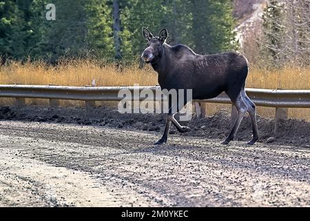 Ein weiblicher Elch „Alces alces“ auf einer Schotterstraße im ländlichen Alberta, Kanada. Stockfoto