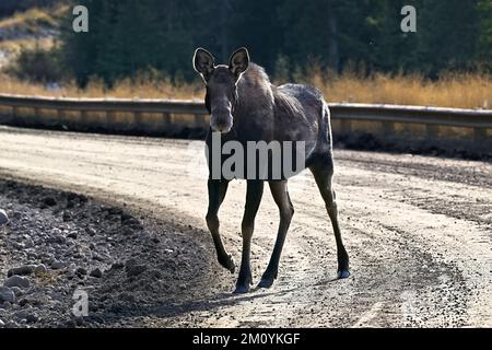 Ein Kuhelch „Alces alces“, der im ländlichen Alberta, Kanada, auf einer unbefestigten Straße spaziert Stockfoto