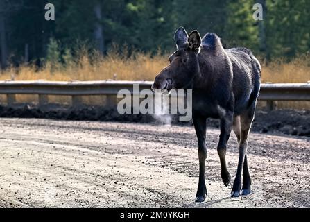 Ein Kuhelch „Alces alces“, der eine unbefestigte Straße im ländlichen Alberta, Kanada, überquert Stockfoto