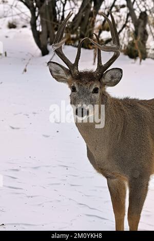 Ein vertikales Bild eines Weißwedelhirsches „Odocoileus virginianus“, der im frischen Schnee in seinem Waldlebensraum im ländlichen Alberta, Kanada, steht. Stockfoto
