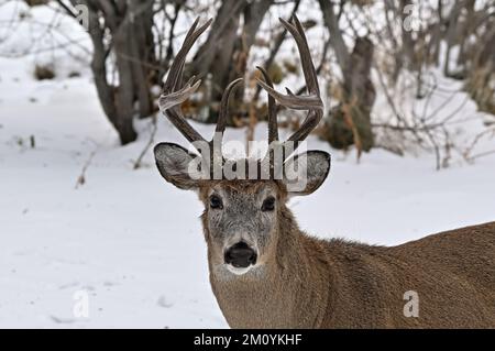 Ein Porträt eines Weißwedelhirsches „Odocoileus virginianus“, der im frischen Schnee in seinem Waldlebensraum im ländlichen Alberta, Kanada, steht. Stockfoto