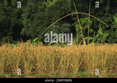 Goldener reifer Reis auf dem Feld und bereit zum Schneiden Stockfoto