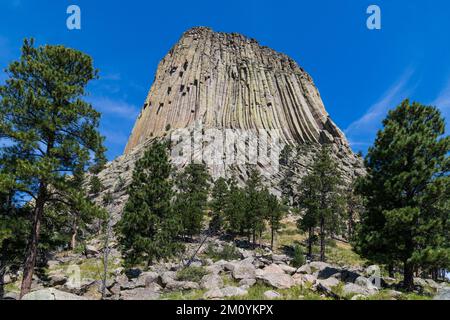 Der Devils Tower erhebt sich hoch über einer Landschaft aus Ponderosa-Kiefern und Wiesen Stockfoto