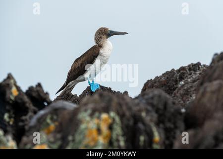 Blaufußkauz (Sula nebouxii), Insel Espanola, Galapagos-Nationalpark, Ecuador. Stockfoto