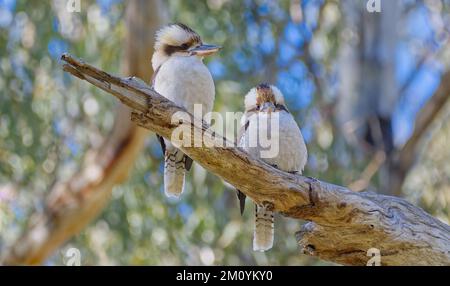 Zwei lachende Kookaburras an einem sonnigen Tag im Deniliquin Island Sanctuary, New South Wales, Australien Stockfoto