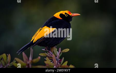 Ein Seitenprofilbild eines gelben und schwarzen männlichen Regent Bowerbird im Lamington National Park, Queensland, Australien Stockfoto