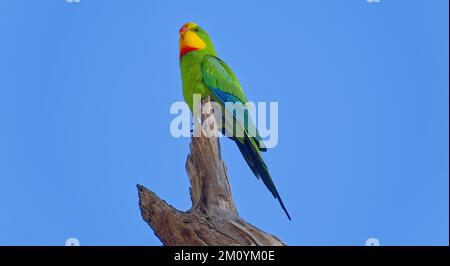 Männlicher Superb-Papagei, Deniliquin Island Sanctuary, New South Wales, Australien Stockfoto