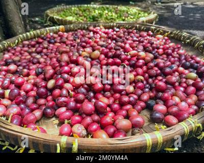 Rote und grüne Kaffeebohnen. Der Unterschied zwischen hochwertigen Kaffeebohnen und mittelhochwertigen Kaffeebohnen Stockfoto