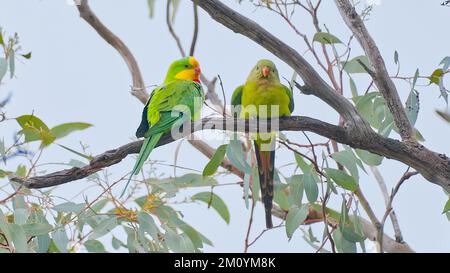 Männlicher und weiblicher Superb-Papagei, hoch oben in einem Eukalyptusbaum in Cowra, New South Wales, Australien Stockfoto