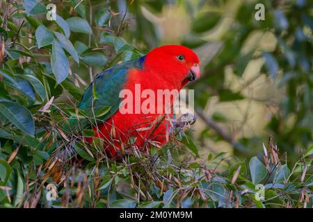 Männlicher Königspapfel aus Blättern, Bunya Mountains National Park, Dandabah, Dalby, Queensland, Australien Stockfoto