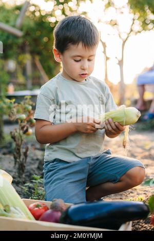 Lustiger kleiner Junge, der frisches Gemüse im Gewächshaus pflückt und seiner Mutter am sonnigen Sommertag hilft. Familie, Garten, Garten, Lebensstil Stockfoto