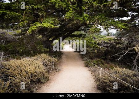 Wanderwege unter einem Zypressenbaum von Monterey im Point Lobos State Preserve, Carmel, Kalifornien Stockfoto