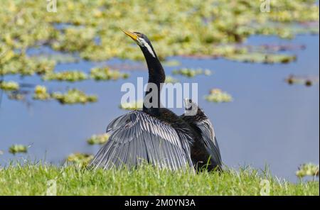 Waterbird Australasian Dartscheibe trocknet in der Sonne Flügel aus, neben einem Feuchtteich in Rockhampton, Queensland, Australien Stockfoto