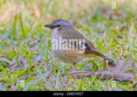 Graues Rotkehlchen auf Gras im Hypipamee National Park, Atherton Tablelands, weit nördlich von Queensland, Australien Stockfoto