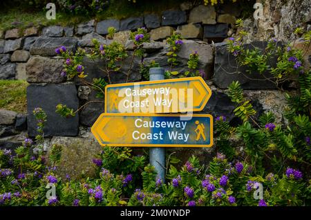 Verwitterte Wegschilder und violette Blumen vor einer Steinmauer entlang des Causeway Coast Way in Nordirland Stockfoto