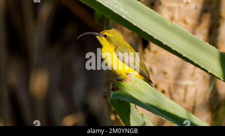 Weiblicher Sonnenvogel mit Olivrückseite auf einem Pandanusblatt in Queensland, Australien Stockfoto