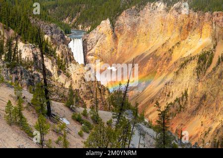 Wasserfall und Regenbogen im Grand Canyon of the Yellowstone in Lower Falls, Yellowstone-Nationalpark, Wyoming Stockfoto