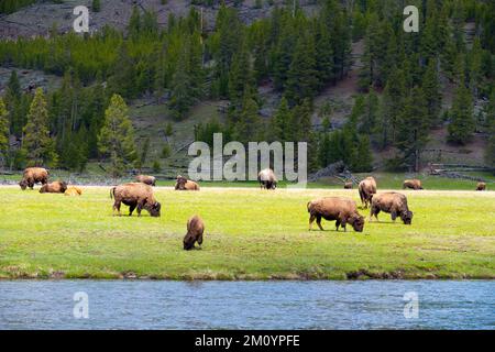 Büffelherde, die auf grünem Gras neben einem Fluss im Yellowstone-Nationalpark weidet Stockfoto