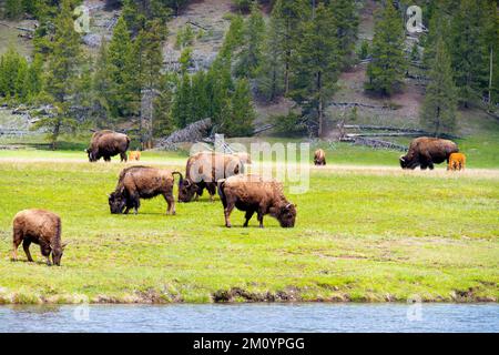 Eine Bisonherde am Firehole River im Yellowstone-Nationalpark, Wyoming Stockfoto