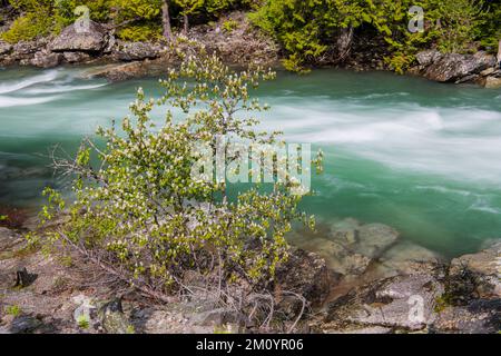 Lange Sicht auf den McDonald Creek unter einem blühenden Baum in einem Canyon im Glacier-Nationalpark, Montana Stockfoto