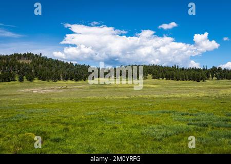 Grüne Wiesen und waldbedeckte Berge unter einem wunderschönen blauen Himmel mit weißen Wolken im Valles Caldera National Preserve, New Mexico Stockfoto