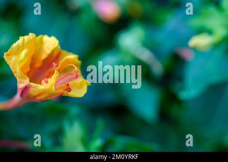 Eine Nahaufnahme der blühenden gelben Mirabilis Jalapa-Blume Stockfoto