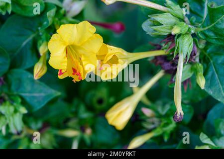 Eine Nahaufnahme der blühenden gelben Mirabilis Jalapa-Blume Stockfoto