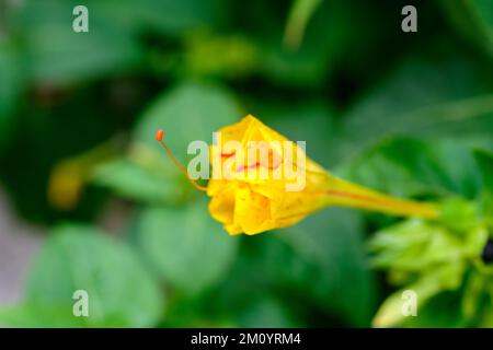 Eine Nahaufnahme der blühenden gelben Mirabilis Jalapa-Blume Stockfoto