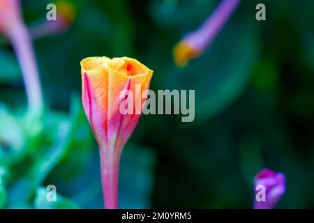 Eine Nahaufnahme der blühenden rosa und gelben Mirabilis Jalapa-Blume Stockfoto