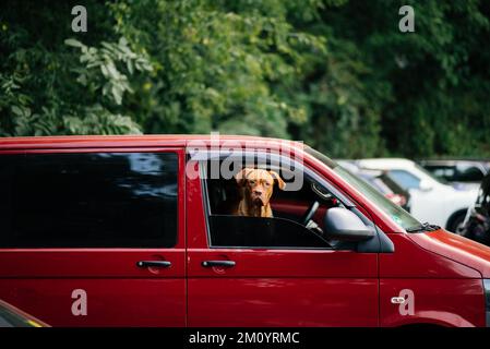 Der Hund steckte seinen Kopf aus dem Autofenster Stockfoto