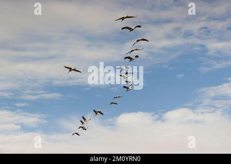 Crane Grus grus, Herdenfliegen, Toledo, Spanien, November Stockfoto