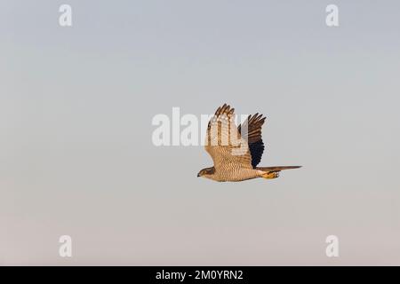 Northern Goshawk Accipiter gentilis, Erwachsener fliegt, Toledo, Spanien, November Stockfoto