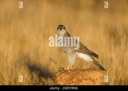 Northern Goshawk Accipiter gentilis, Erwachsener, der auf einem Felsen steht, Toledo, Spanien, November Stockfoto